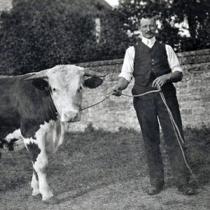 James Skinner with a bull at Abernant Farm